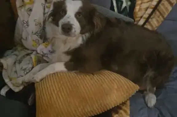 Lost Aussie Shepherd in Jeter Mountain