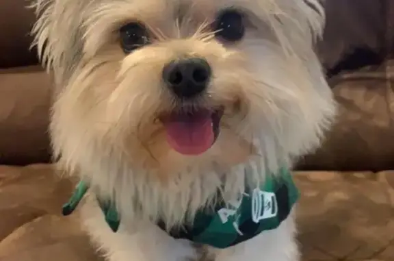 Lost Morkie: Fluffy Tail, Cherry Laurel Dr