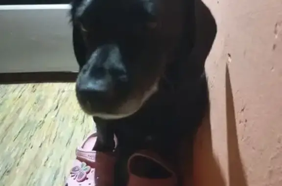 Зникла чорна собака в районі Довгого Озера