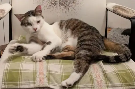 Chat perdu : Suicune, blanc/tigré, Abbeville - photo