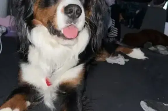Missing dog , photo: Lost Dog: Unique Markings, Fort Valley