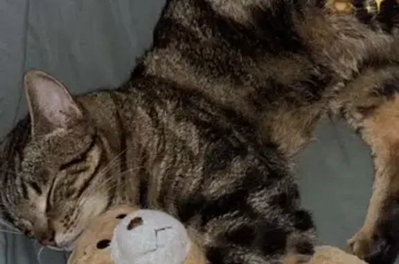 Chat perdu Saiko, tigré, yeux jaunes, Vernon - photo