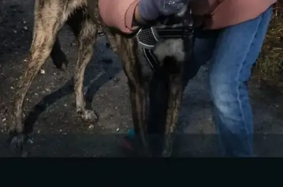 Perro Atigrado Perdido en Vitoria: Ayuda