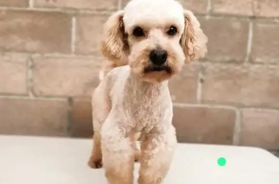 ¡Perro Maltés Perdido en Estado de México!