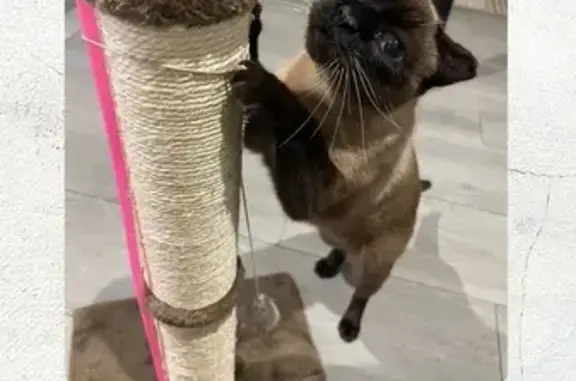 ¡Ayuda! Gato Siamés perdido en...