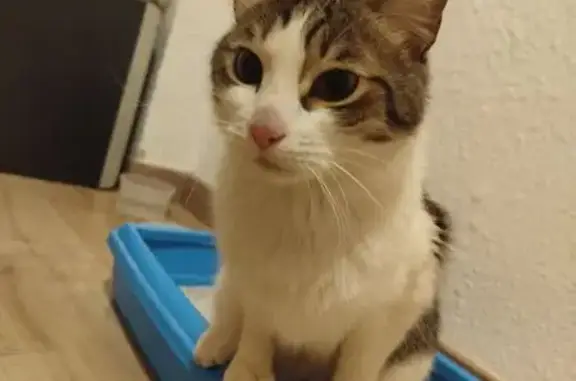 Gato encontrado Zaragoza, foto: Gato Joven Cariñoso Encontrado en Zaragoza