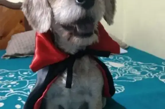 Perro Café Perdido: Enfermo y Recién Rapado