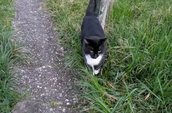 Animaux trouvés Albi, photo: Chat noir et blanc blessé trouvé à Albi