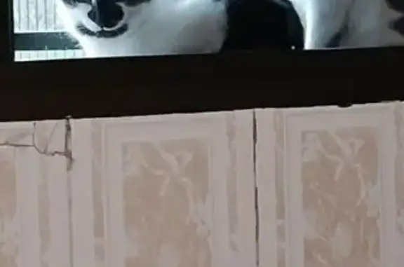 Gatito Perdido: Manchita Triangular y Ojitos Verdes