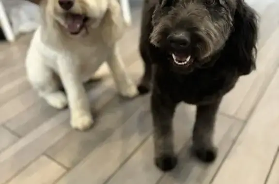 Lost pets Columbus, photo: Missing Labradoodles on Seabrook Ave!