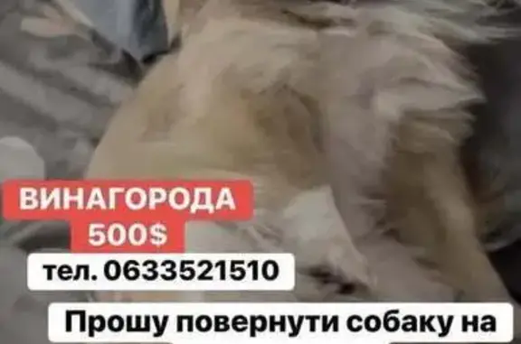 Зникла пекінес на вул. Семена...