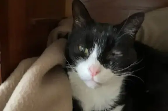 Animaux trouvés Verson, photo: Chat trouvé Rue du Hameau, Verson