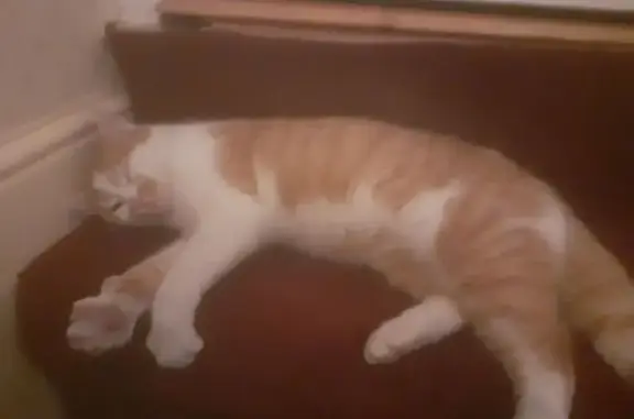 Animaux trouvés , photo: Chat mâle orange-blanc trouvé à Trévières