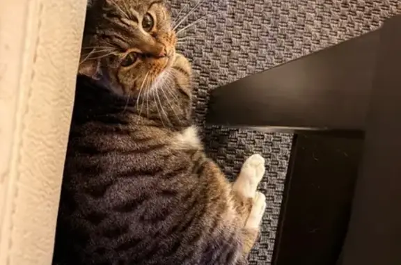 Chatte tigrée perdue à Dompierre-sur-Yon - photo