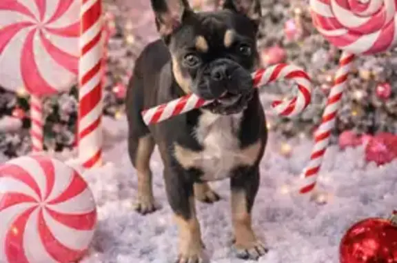 Lost Blue-Tan Dog with Orange Collar - photo