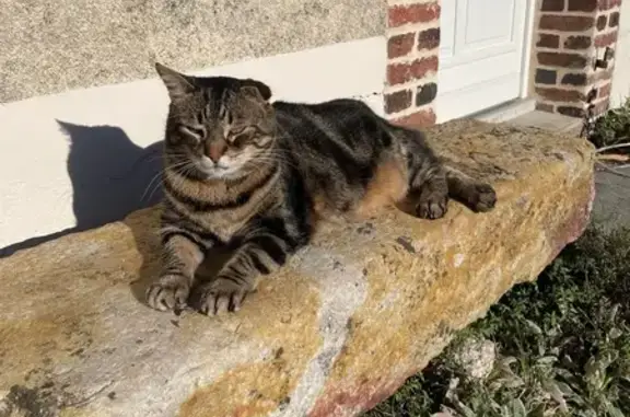 Animaux perdus Sautron, photo: Chat tigre perdu, Rue du Cens, Sautron