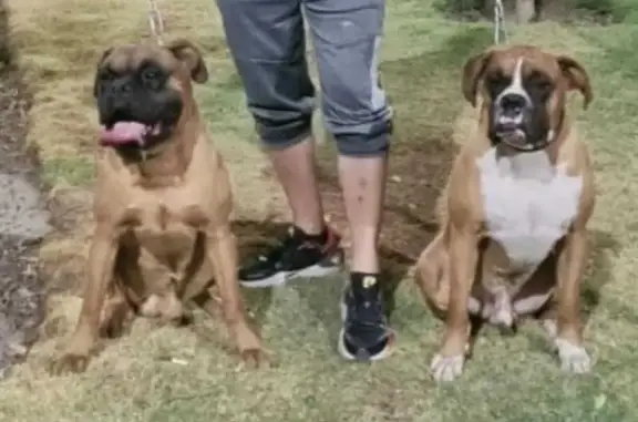 ¡Perros Boxer Perdidos en Neza!