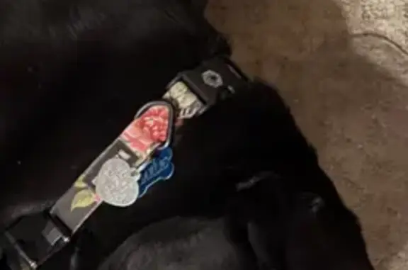 Lost pets Kansas City, photo: Lost Dog: Black with White Markings, KC