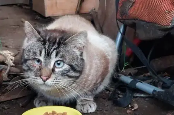 Animaux trouvés , photo: Chat errant sociable avec problème à l'œil