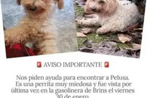 Perro Perdido: Caniche Blanco en Santiago