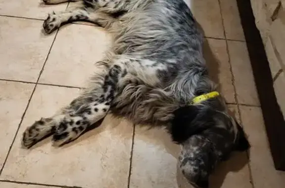 Animaux trouvés , photo: Chien trouvé devant école Châteauneuf-de-Gadagne