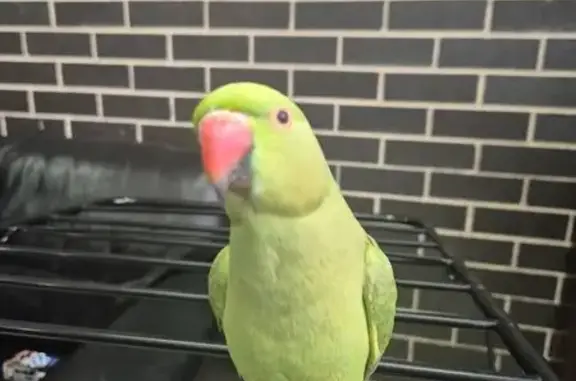 Lost pets , photo: Lost Parrot: Mithu in Canterbury-Bankstown