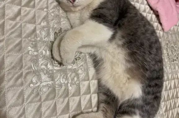 Знайдено кішку, дуже ручна, контактна, нічого не боїться, виглядає домашньою, доглянутою та впевненою. Смугаста сіра з білим, очі зелені, на мордочці цяточки. Знайдено ввечері у мороз -10 за магазином "економ+" на парковці перед домом руська 275