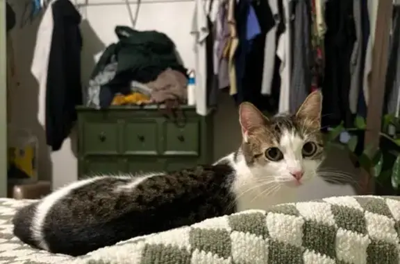 Lost Scared Cat: Gray Collar, Wildwood