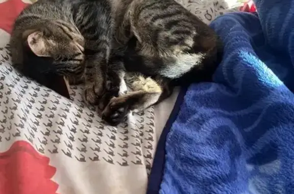 Lost pets Virginia Beach, photo: Lost Brown Tabby Jolly: Help Find Him!