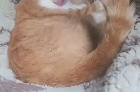 Зник рудий кіт: Рідківці, вул. Перемоги