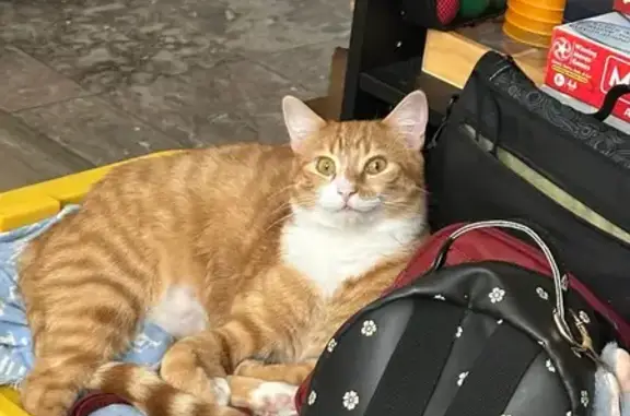 Lost pets Farmington, photo: Lost Orange Tabby: Friendly but Shy