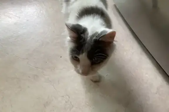 Found Cat in Ballarat: White &...