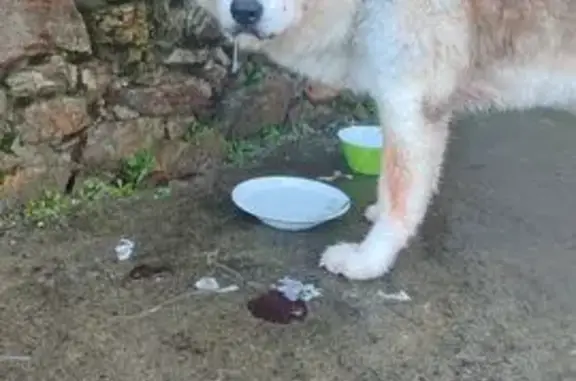 Chien trouvé , photo: Chien trouvé, type Akita, sociable, Orée d'Anjou