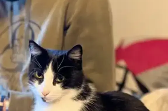 Chat perdu, , photo: Chatte noire et blanche perdue à St-Aubin