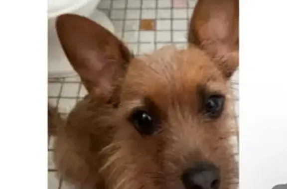 Lost pets Newark, photo: Lost Tan Dog with Purple Coat in Newark