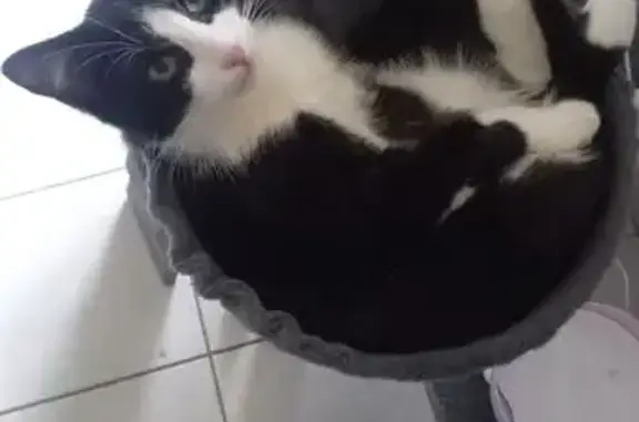 Chat noir et blanc perdu à Vouneuil - photo