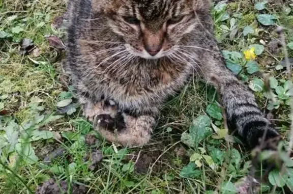 Chat perdu : Tigre, 18 ans, rue Boris Vian - photo