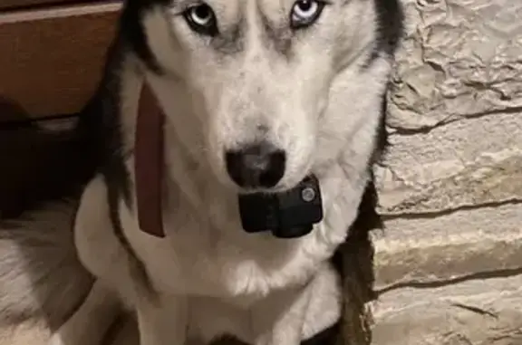 Husky femelle perdue, collier rouge, Rivières - photo