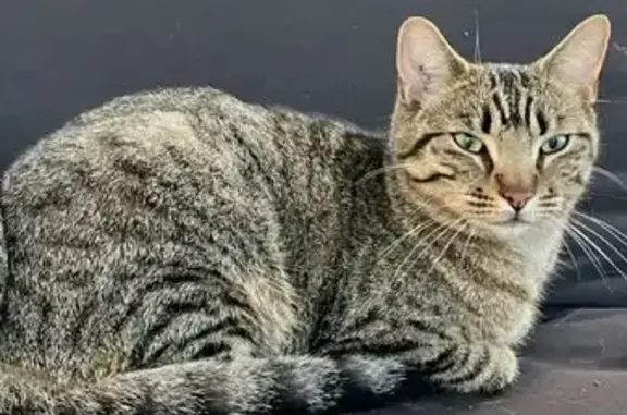 Chat mâle tigré perdu à Saint-Loubès - photo