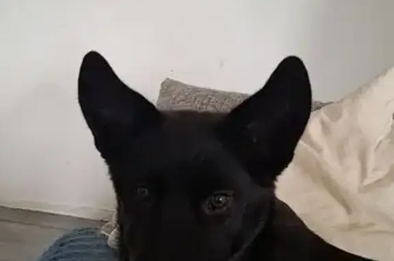 Animaux perdus , photo: Chien perdu Malinois noir, collier rose