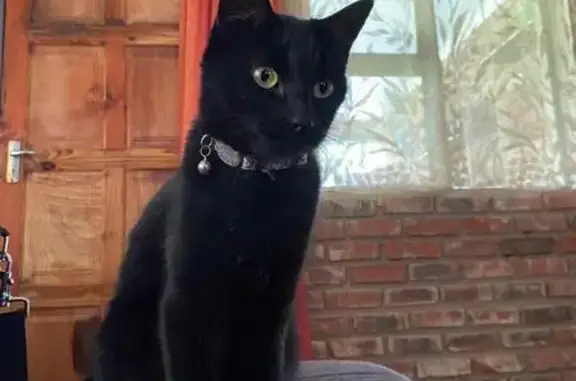 Lost Cat in Mokopane: Help Find Muffin!