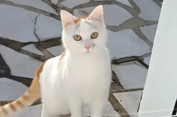 Chat trouvé , photo: Chat blanc trouvé à Lisses, très sociable