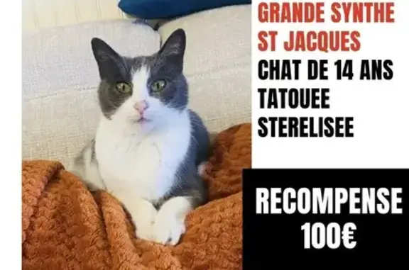 Animaux perdus Grande-Synthe, photo: Chien perdu et chatte craintive à Grande-Synthe