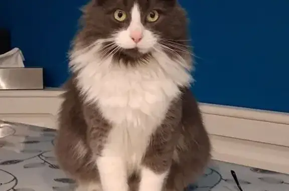 Animaux perdus Pamiers, photo: Chat gris-blanc perdu à Pamiers, stérilisé