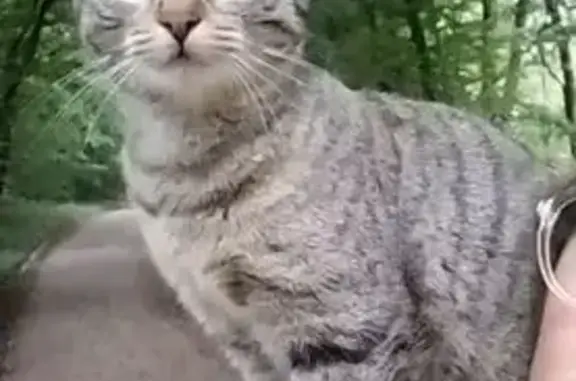 Animaux perdus , photo: Chatte grise perdue à Tourmont