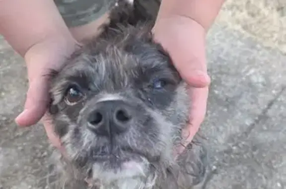 Found dog Dallas, photo: Sweet Senior Dog Found on Manana Dr