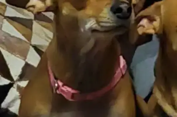 Perro Café Perdido en Ciudad Neza: Detalles