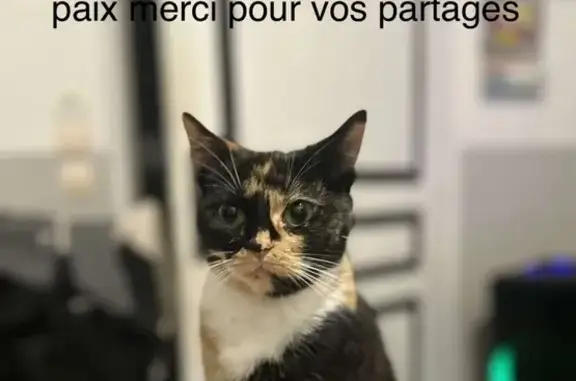 Chat perdu, Boulogne-sur-Mer, photo: Chat tricolore perdu Rue de Beaurepaire
