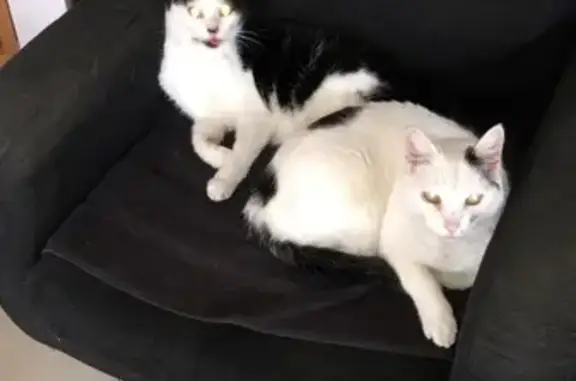 Chat blanc perdu avec collerette au Crès - photo