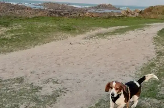 Animaux perdus , photo: Beagle perdue à Cléder, harnais noir
